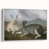 Vintage Animal Art - White & Brown Hares Antique Wildlife Print