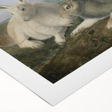 Vintage Animal Art - White & Brown Hares Antique Wildlife Print
