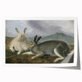 Vintage Animal Art - White & Brown Hares Antique Wildlife Print