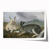 Vintage Animal Art - White & Brown Hares Antique Wildlife Print