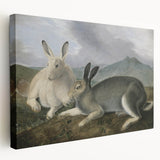 Vintage Animal Art - White & Brown Hares Antique Wildlife Print