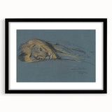 Vintage Animal Art - Resting Lion Antique Wildlife Sketch