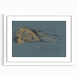 Vintage Animal Art - Resting Lion Antique Wildlife Sketch