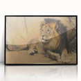 Vintage Animal Art - Resting Lion Pastel Wildlife Print