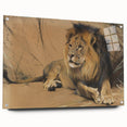 Vintage Animal Art - Resting Lion Pastel Wildlife Print