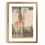 Vintage Animal Art - Giraffe in the Garden Antique Print