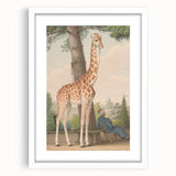 Vintage Animal Art - Giraffe in the Garden Antique Print