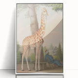 Vintage Animal Art - Giraffe in the Garden Antique Print