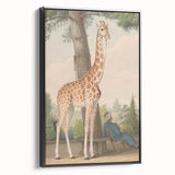 Vintage Animal Art - Giraffe in the Garden Antique Print
