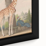 Vintage Animal Art - Giraffe in the Garden Antique Print