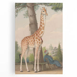 Vintage Animal Art - Giraffe in the Garden Antique Print