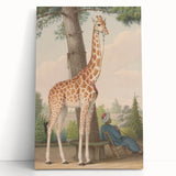 Vintage Animal Art - Giraffe in the Garden Antique Print