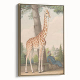 Vintage Animal Art - Giraffe in the Garden Antique Print