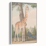 Vintage Animal Art - Giraffe in the Garden Antique Print
