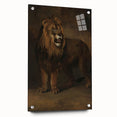 Vintage Animal Art - Fierce Lion Antique Wildlife Print