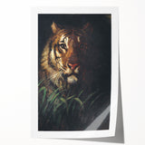 Vintage Animal Art - Majestic Tiger in the Grass Antique Print