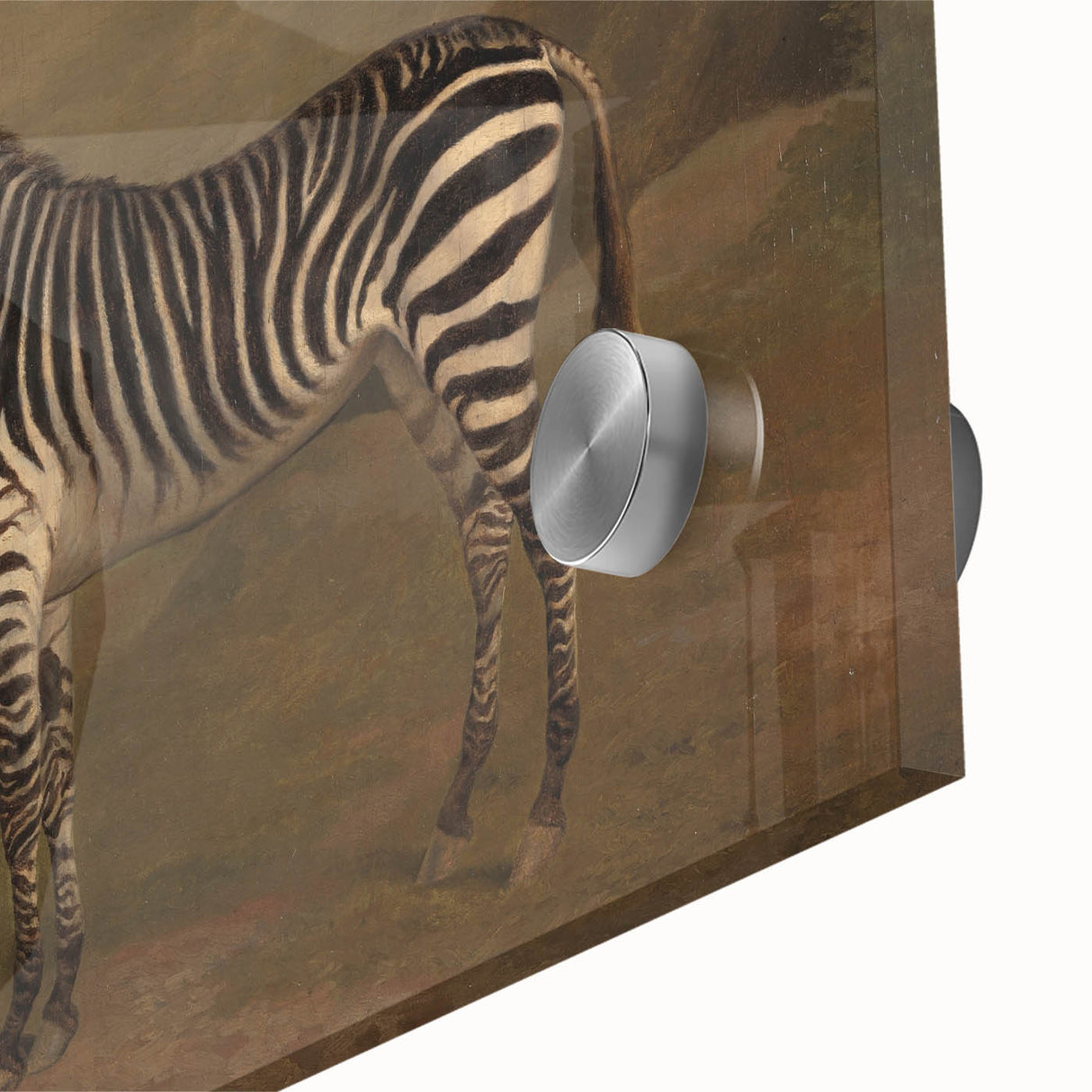 Vintage Animal Art - Majestic Zebra in Nature Antique Print