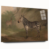 Vintage Animal Art - Majestic Zebra in Nature Antique Print