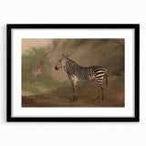 Vintage Animal Art - Majestic Zebra in Nature Antique Print