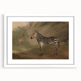 Vintage Animal Art - Majestic Zebra in Nature Antique Print