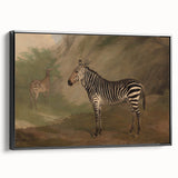 Vintage Animal Art - Majestic Zebra in Nature Antique Print