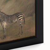 Vintage Animal Art - Majestic Zebra in Nature Antique Print