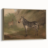 Vintage Animal Art - Majestic Zebra in Nature Antique Print
