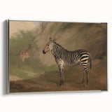 Vintage Animal Art - Majestic Zebra in Nature Antique Print