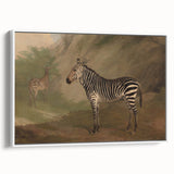 Vintage Animal Art - Majestic Zebra in Nature Antique Print