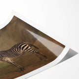 Vintage Animal Art - Majestic Zebra in Nature Antique Print