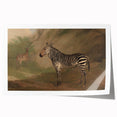 Vintage Animal Art - Majestic Zebra in Nature Antique Print