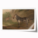 Vintage Animal Art - Majestic Zebra in Nature Antique Print