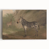 Vintage Animal Art - Majestic Zebra in Nature Antique Print