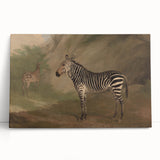 Vintage Animal Art - Majestic Zebra in Nature Antique Print