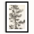 Vintage Botanical Art Prints – Antique Pine Tree Illustration