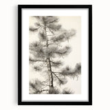 Vintage Botanical Art Prints – Antique Pine Tree Illustration