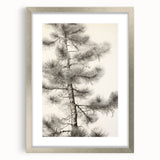 Vintage Botanical Art Prints – Antique Pine Tree Illustration