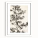 Vintage Botanical Art Prints – Antique Pine Tree Illustration
