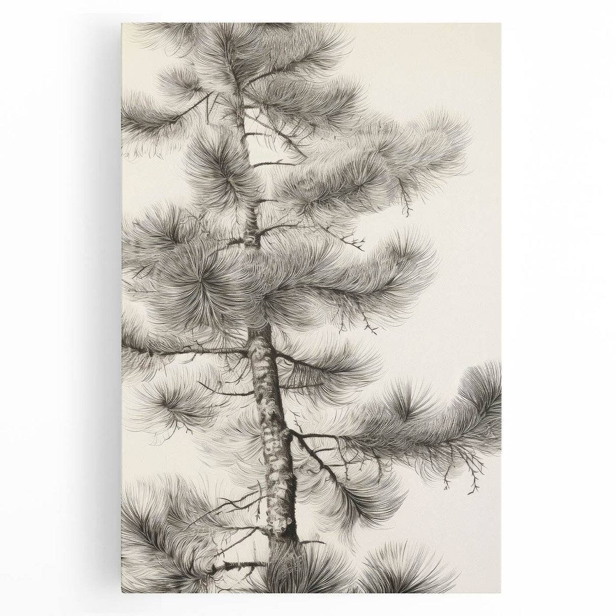 Vintage Botanical Art Prints – Antique Pine Tree Illustration