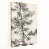 Vintage Botanical Art Prints – Antique Pine Tree Illustration