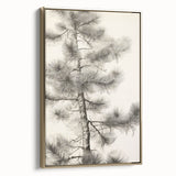 Vintage Botanical Art Prints – Antique Pine Tree Illustration