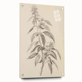 Vintage Botanical Art Prints – Antique Flowering Plant Illustration