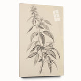 Vintage Botanical Art Prints – Antique Flowering Plant Illustration