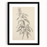 Vintage Botanical Art Prints – Antique Flowering Plant Illustration