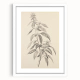 Vintage Botanical Art Prints – Antique Flowering Plant Illustration