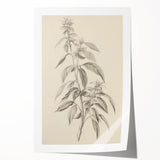 Vintage Botanical Art Prints – Antique Flowering Plant Illustration