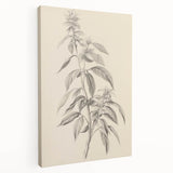 Vintage Botanical Art Prints – Antique Flowering Plant Illustration