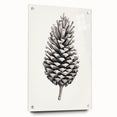 Vintage Botanical Art Prints – Black and White Pinecone Illustration