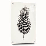 Vintage Botanical Art Prints – Black and White Pinecone Illustration