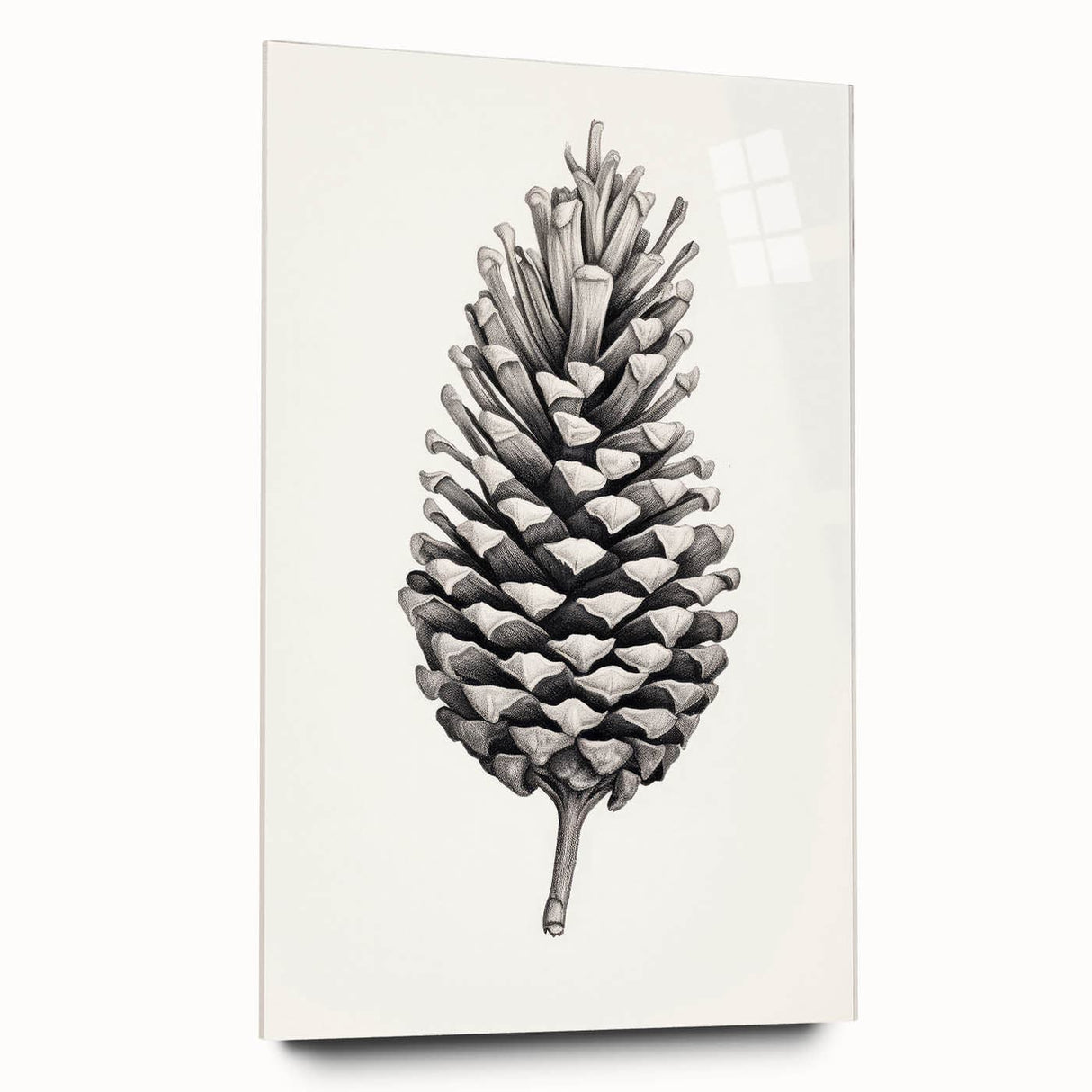 Vintage Botanical Art Prints – Black and White Pinecone Illustration